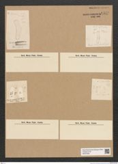Diatomeae indet. Zeichnungen Sammlung Grunow Nr. 6579 (NHMW-BOT-W0375323)